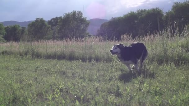 Dog runs past girl and dalmatian in park at sunset, slow motion (240 fps) — Stock Video