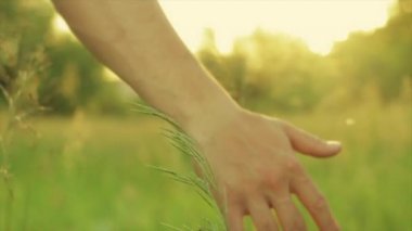 Genç adam uzun otların ağır çekimde yürür (Close Up onun el duygu çimen)