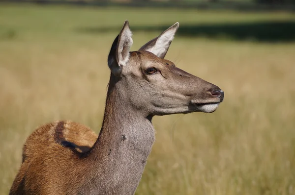 Biche des cerfs — Photo