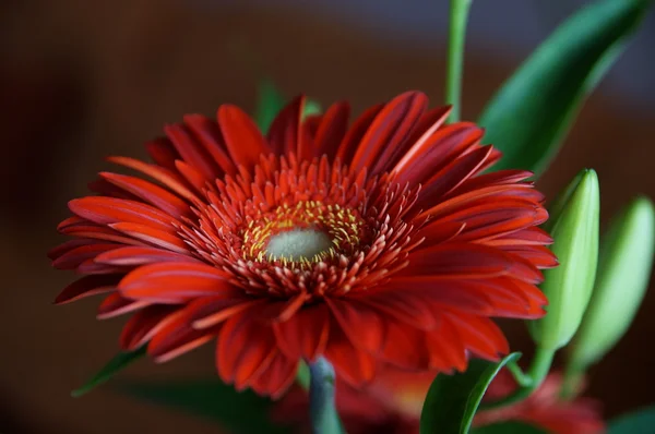 gerbera çiçek