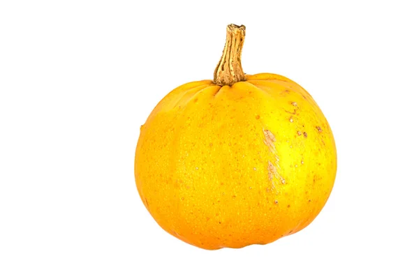 Piccola Zucca Arancione Isolata Fondo Bianco Con Texture Con Gambo — Foto Stock