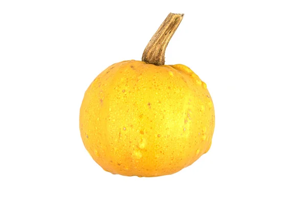 茎のある食感で白い背景に孤立した小さなオレンジのカボチャ — ストック写真