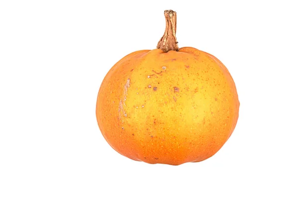 Beyaz zemin üzerinde izole edilmiş küçük turuncu balkabağı.