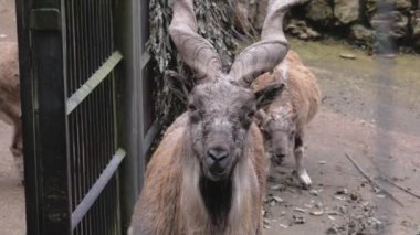 Büyük boynuzlu bir memeli kameraya bakar ve bekler.