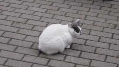Koyu saçlı beyaz bir kedi tuğla bir yolda, kaldırımda oturuyor.