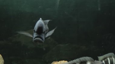 Akvaryumda balıklar yüzer, çok yakındır.