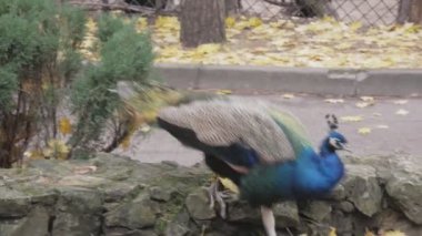 Gri kanatlı mavi bir tavus kuşu yiyecek aramak için yol boyunca yürür.