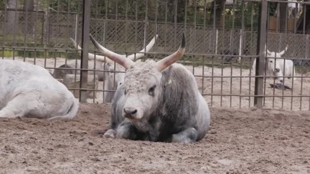 Búfalos Cor Clara Calmamente Relaxantes Deitados Chão Olham Redor Batendo — Vídeo de Stock