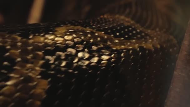 Close Crawling Python Skin Texture You Can See Each Scale — Stock Video