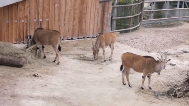 Bir Antilop Sürüsü Çitin Yanında Duruyor Farklı Yönlere Bakıyor Bir — Stok video