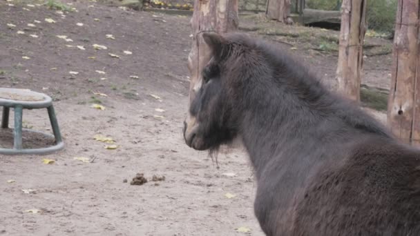 小さな黒い馬は木の背景を見て横に見えます — ストック動画