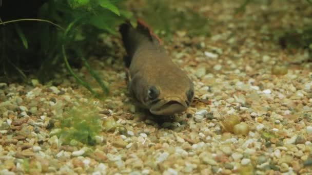 Vreemde Vissen Liggen Bodem Van Het Aquarium Bewegen Niet — Stockvideo