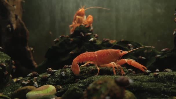 Red Orange Crayfish Sits Rocks Covered Snails Aquarium Background Another — Stock Video