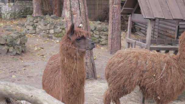 Red Llamas Large Wool Eat Hay Look Camera — Stock Video