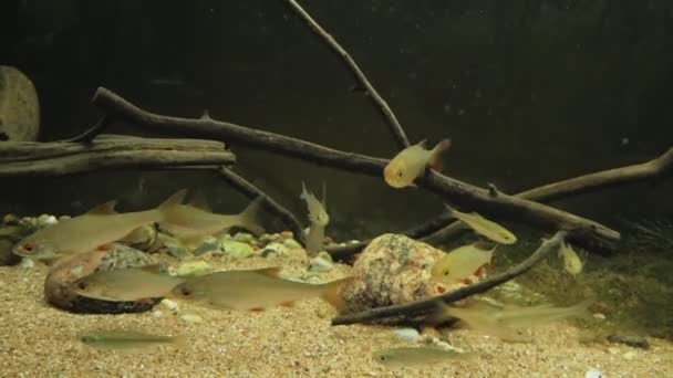 Vissen Zwemmen Het Aquarium Heel Dichtbij Groene Algen — Stockvideo