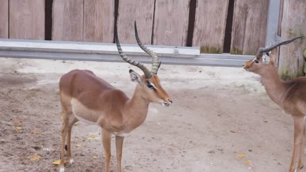 Troupeau Antilopes Tient Près Clôture Regardant Dans Différentes Directions Mangeant — Video