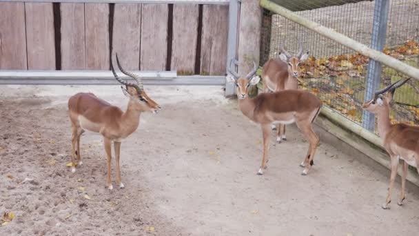 Troupeau Antilopes Tient Près Clôture Regardant Dans Différentes Directions Mangeant — Video