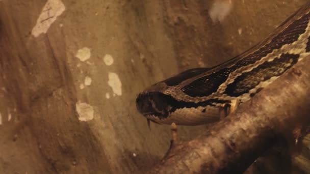 Large Python Crawling Tree Branch Its Head Skin Texture Visible — Stock Video