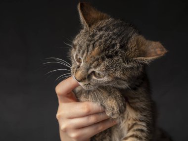 2-3 aylık bir kedi yavrusunun portresi bir dişi parmağını ısırıyor ve yana bakıyor. İzole edilmiş siyah arkaplanda kedi yavrusu