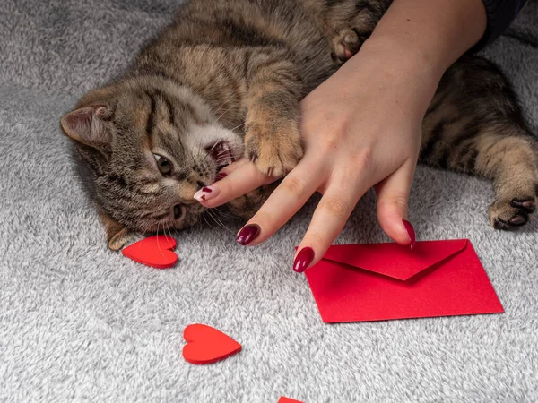 Gatito Gris Meses Edad Miente Juega Con Una Mano Femenina — Foto de Stock