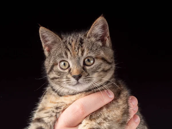 Porträt Eines Monate Alten Kätzchens Das Den Armen Sitzt Und — Stockfoto