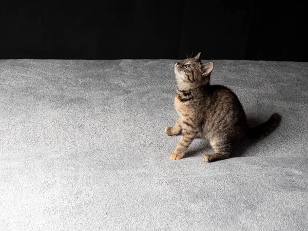 Monate Altes Graues Kätzchen Sitzt Und Schaut Auf Kätzchen Auf — Stockfoto