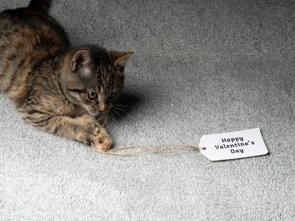 Meses Edad Gatito Gris Miente Juega Con Una Tarjeta San — Foto de Stock