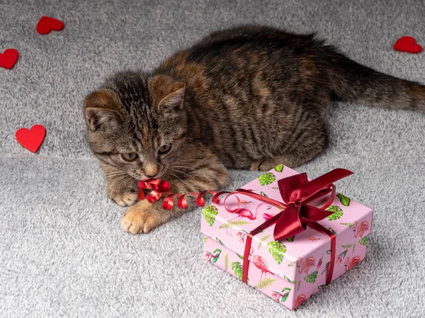 Month Old Gray Kitten Lies Playing Red Ribbon Pink Gift — Stock Photo, Image