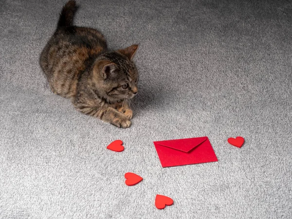 Meses Edad Gatito Gris Miente Mira Distancia Delante Hay Corazones — Foto de Stock