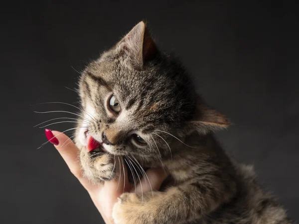2-3 aylık bir kedi yavrusunun portresi kadın parmağını ısırıyor. İzole edilmiş siyah arkaplanda kedi yavrusu