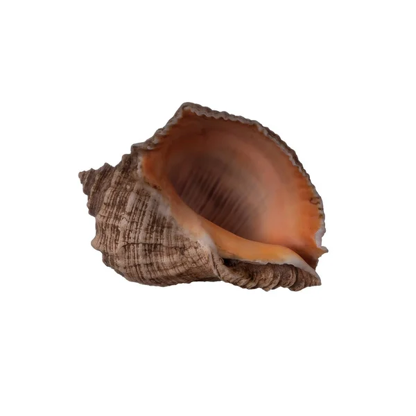 Seashell Isolated White Background Close Shot — Stock Photo, Image