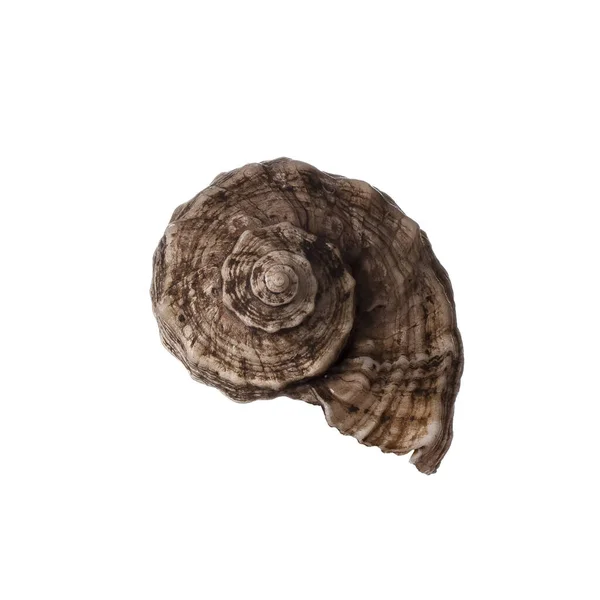 deniz kabuğu beyaz arkaplanda izole edilmiş, yakın çekim