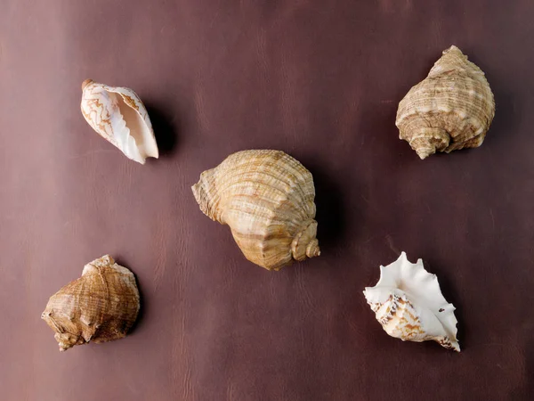 Farklı boyutlarda beş deniz kabuğu deniz yüzeyinin yüzeyinde yatar.