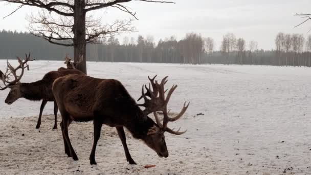 Rehe Stehen Und Fressen Ihr Futter Und Hintergrund Ist Während — Stockvideo