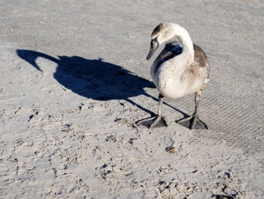 Güneşli bir havada kumsalda bir kuğu duruyor ve kuma bakıyor. Doğa konsepti