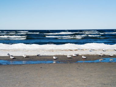 Birçok martı sahilin yakınında okyanusun arka planına ve güzel dalgalara karşı oturur. Doğa ve rahatlama kavramı