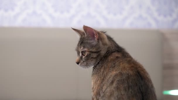 Pequeno Gato Cinza Está Brincando Com Seu Brinquedo Uma Cama — Vídeo de Stock