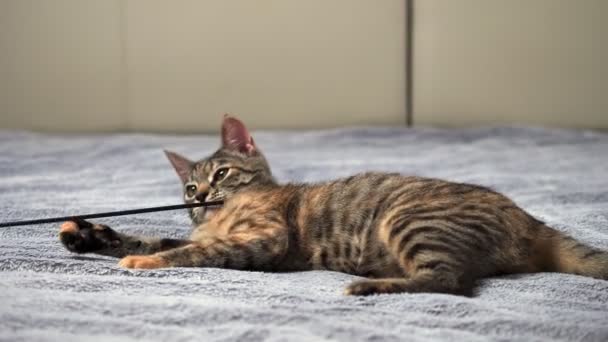 Gray Little Cat Playing Her Toy Bed Gray Blanket Pet — Stock Video