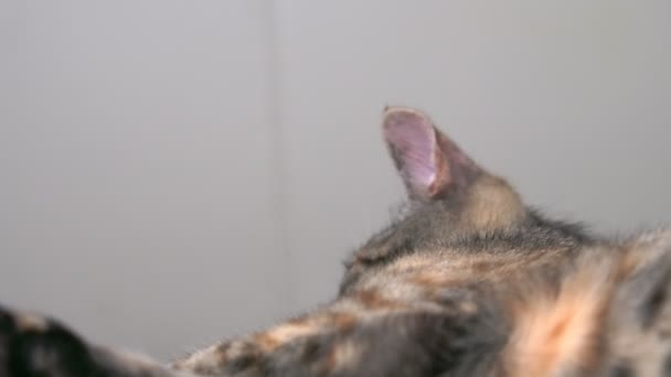 Dekat Dari Kucing Abu Abu Kecil Melihat Lihat Dan Kemudian — Stok Video