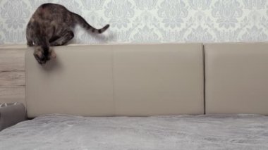 Gri küçük bir kedi gri battaniyeli bir yatakta lazer ışınıyla oynuyor. Hayvan konsepti