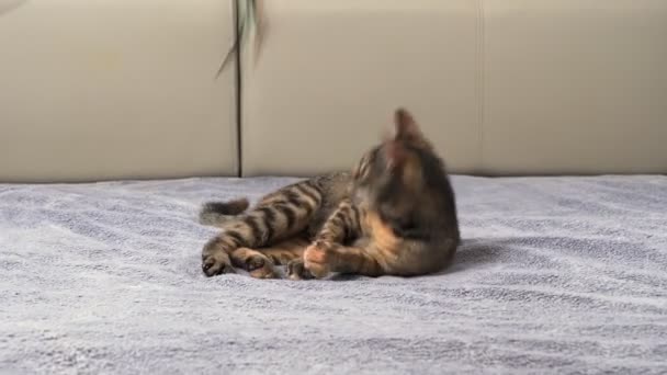 Gray Little Cat Lies Bed Gray Blanket Plays Toy Pet — Stock Video