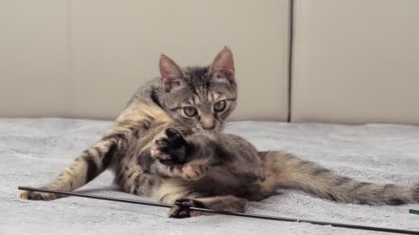 Pequeño Gato Gris Yace Una Cama Con Una Manta Gris — Vídeo de stock