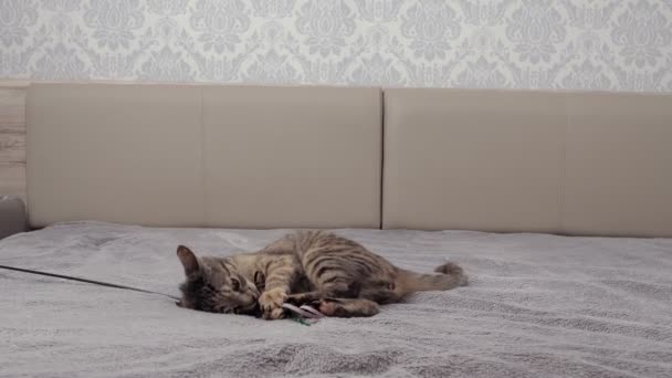 一只灰色的小猫躺在床上 裹着灰色的毛毯 玩着玩具 宠物的概念 — 图库视频影像