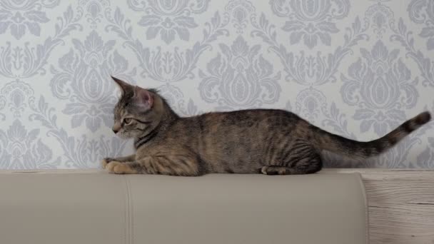 一只灰色的小猫咪躺在皮革床头板上 仔细地环视四周 宠物的概念 — 图库视频影像