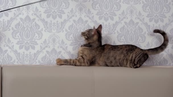 Een Grijs Katje Ligt Een Leren Hoofdeinde Speelt Met Zijn — Stockvideo