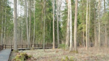 Akşamları ormanda çitleri olan güzel kahverengi bir köprü. Doğa ve rahatlama kavramı