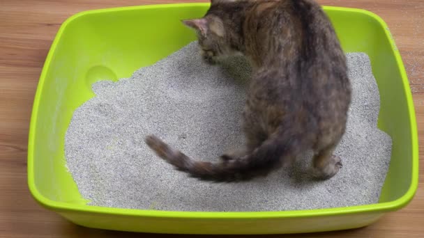 Μια Νεαρή Γκρίζα Γάτα Είναι Ένα Πράσινο Κουτί Σκουπιδιών Στο — Αρχείο Βίντεο