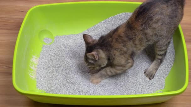 Eine Junge Graue Katze Steht Einem Grünen Tablett Auf Dem — Stockvideo