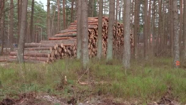 Leśne Drzewa Które Leżą Stosach Wszystko Było Piłowane Kłody Wycinanie — Wideo stockowe
