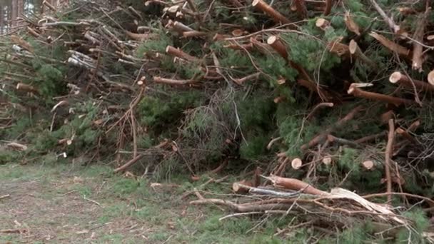 Skogsfallna Träd Som Ligger Högar Allt Sågades Stockar Trädfällning Började — Stockvideo